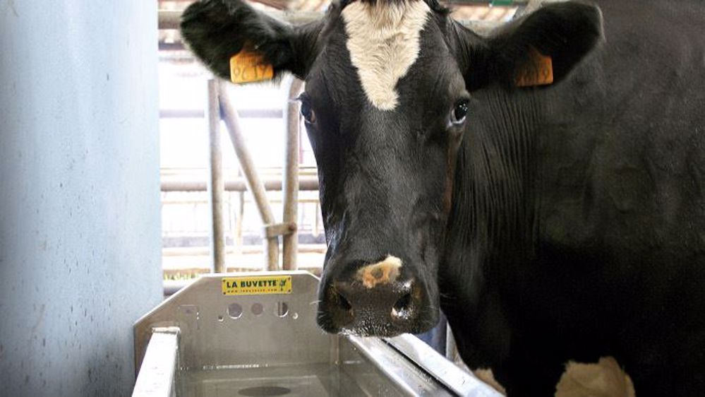 En pâture, l'accès à l'eau des animaux est aussi important que dans les bâtiments.