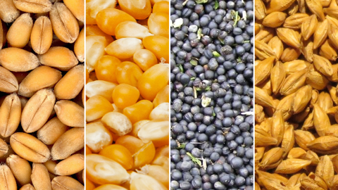 Depuis la crise du coronavirus, la volatilité a pleinement fait son retour sur les marchés des grains.