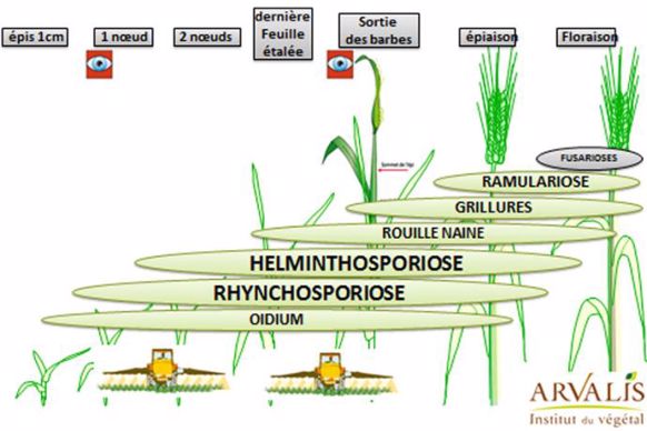 Maladies d'orge d'hiver à surveiller