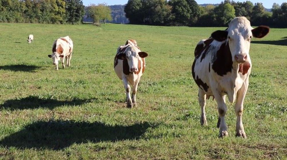 La crise liée au Covid-19 rend nécessaire une baisse de la collecte laitière