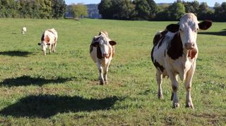 La crise liée au Covid-19 rend nécessaire une baisse de la collecte laitière La crise liée au Covid-19 rend nécessaire une baisse de la collecte laitière