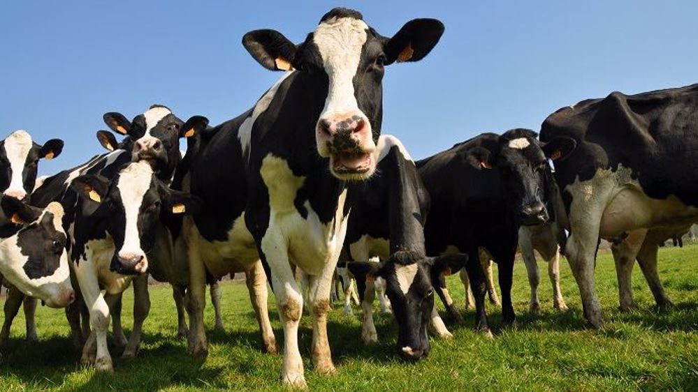 Face au manque de débouchés et à l'excès d'offre sur le marché, le prix du lait risque de nettement chuter au printemps. Face au manque de débouchés et à l'excès d'offre sur le marché, le prix du lait risque de nettement chuter au printemps.
