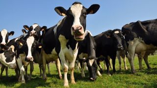 Face au manque de débouchés et à l'excès d'offre sur le marché, le prix du lait risque de nettement chuter au printemps. Face au manque de débouchés et à l'excès d'offre sur le marché, le prix du lait risque de nettement chuter au printemps.