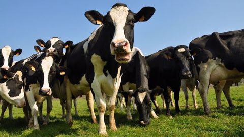 Face au manque de débouchés et à l'excès d'offre sur le marché, le prix du lait risque de nettement chuter au printemps. Face au manque de débouchés et à l'excès d'offre sur le marché, le prix du lait risque de nettement chuter au printemps.