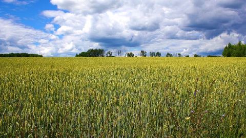 À la fin de la semaine 20, du 12 au 18 mai, les conditions de cultures « bonnes à très bonnes » du blé tendre passent de 55 à 57 %.