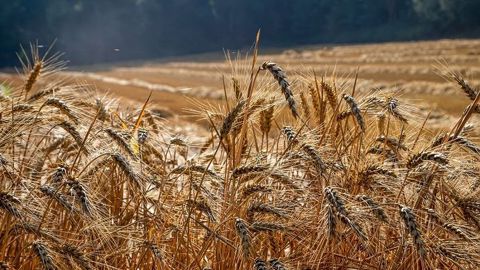 Les exports de blé de la campagne 2019/20 maintiennent leur avance par rapport à l'an dernier.