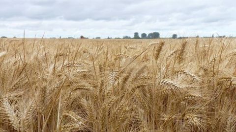 « Les conditions climatiques très sèches sur une grande partie de l'Europe soutiennent les cours », expliquait le cabinet Agritel le mardi 26 mai.
