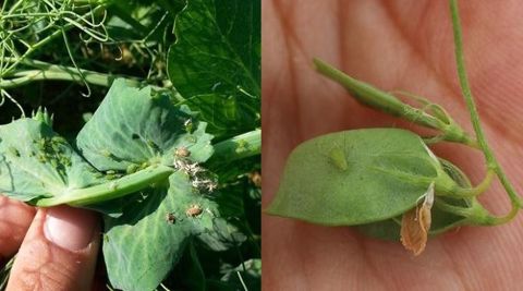 L'arrivée des pucerons verts est particulièrement précoce et exceptionnelle cette campagne.