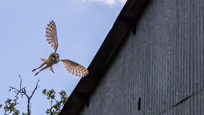 Une chouette effraie à proximité d'un bâtiment d'André Peschard