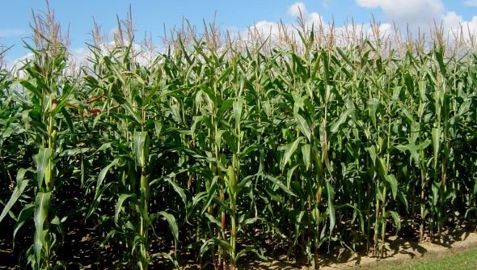 Le boisseau de maïs a terminé vendredi en baisse de - 0,47 %. Le boisseau de maïs a terminé vendredi en baisse de - 0,47 %.