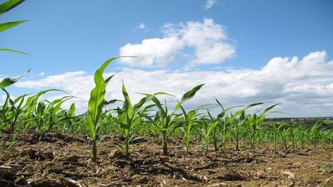 La fertilisation azotée est l’un des premiers facteurs de production du maïs. La fertilisation azotée est l’un des premiers facteurs de production du maïs.
