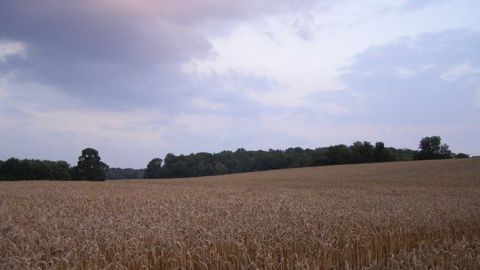 Le temps favorable aux cultures de blé dans les zones productrices laisse présager une hausse de l'offre.