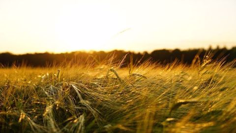 Les prévisions à quinze jours anticipent un climat sec sur l'ensemble de l'Europe.