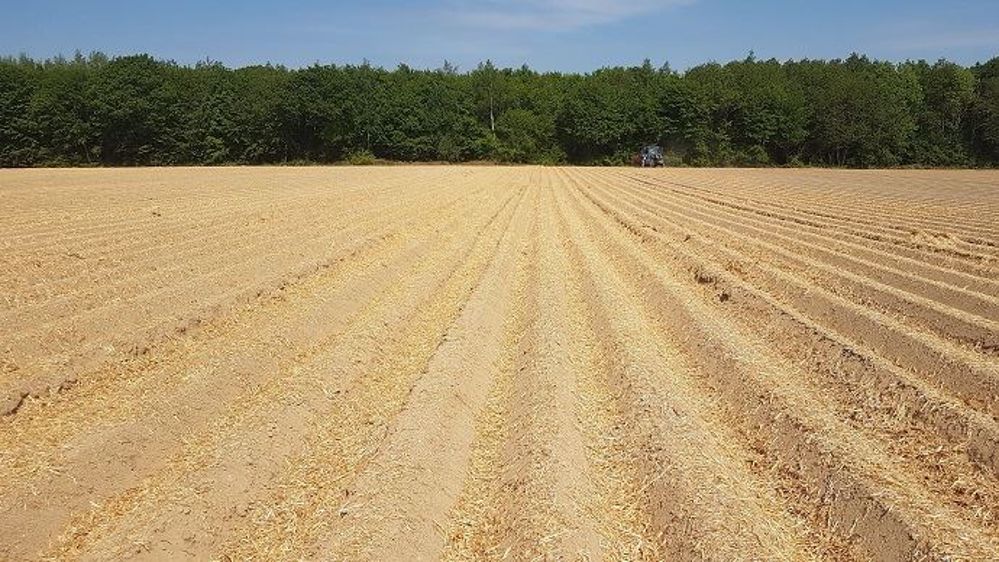 Paillage entre les rangs de pommes de terre pour piéger les pucerons.