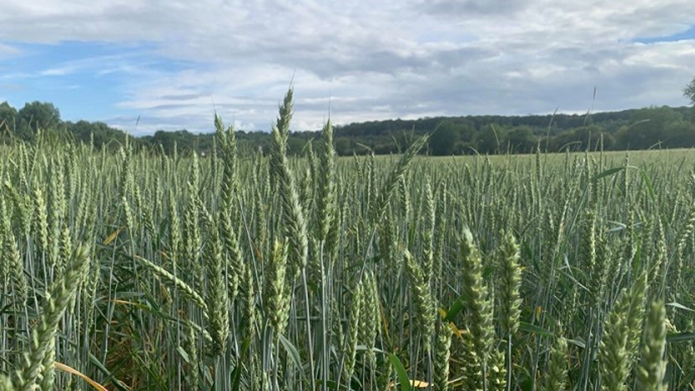 L'USDA anticipe une production russe à 77 Mt, en hausse de près de 5 % comparé à 2019. (©Terre-net Média)