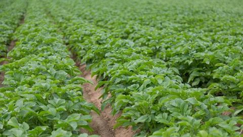 Les surfaces de pommes de terre de conservation atteignent 154 900 ha cette campagne. (©Nadège Petit @agrizoom/<a href="https://sites.google.com/view/franceagritwittos/banque-dimages" title="Banque d'images FranceAgriTwittos" target="_blank">Banque d'images FranceAgriTwittos</a>)